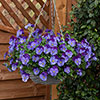 Pansy Cool Wave Violet Blue