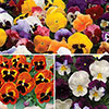 Garden Ready Pansy Variety Mix