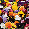 Garden Ready Pansy Variety Mix