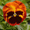 Garden Ready Pansy Variety Mix
