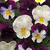 Garden Ready Pansy Variety Mix