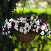 Garden Ready Pansy Variety Mix