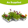 The Ultimate Pansy Collection The Ultimate Pansy Collection