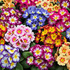 Garden Ready Primrose Variety Mix Garden Ready Primrose Variety Mix