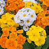 Garden Ready Primrose Variety Mix Garden Ready Primrose Variety Mix