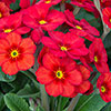 Garden Ready Primrose Variety Mix Garden Ready Primrose Variety Mix
