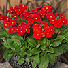 Garden Ready Primrose Variety Mix Garden Ready Primrose Variety Mix