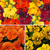 Bright Autumn Winter Collection Bright Autumn Winter Collection