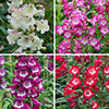 Penstemon Arabesque Mix