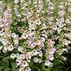 Penstemon Arabesque Mix