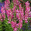 Penstemon Arabesque Mix