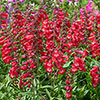 Penstemon Arabesque Mix
