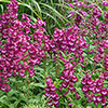 Penstemon Arabesque Mix
