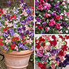 Ultimate Sweet Pea Collection