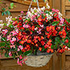 Begonia Hula Mixed Begonia Hula Mixed