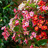 Begonia Hula Mixed Begonia Hula Mixed