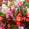 Begonia Hula Mixed Begonia Hula Mixed