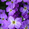 Aubrieta Florado Blue Eye Aubrieta Florado Blue Eye