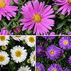 Aster Alpha Mix