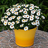 Aster Alpha Mix