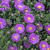 Aster Alpha Mix