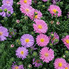 Aster Alpha Mix