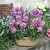 Erysimum Rainbow Glow