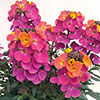 Erysimum Rainbow Glow