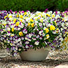 Trailing Hardy Pansy Fragrant Waterfall Trailing Hardy Pansy Fragrant Waterfall