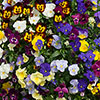 Trailing Hardy Pansy Fragrant Waterfall Trailing Hardy Pansy Fragrant Waterfall