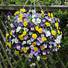 Trailing Hardy Pansy Fragrant Waterfall Trailing Hardy Pansy Fragrant Waterfall