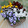 Trailing Hardy Pansy Fragrant Waterfall Trailing Hardy Pansy Fragrant Waterfall