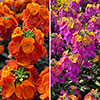 Erysimum Leya Collection Erysimum Leya Collection
