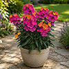 Erysimum Leya Collection Erysimum Leya Collection
