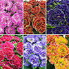 Primula Belarina Mixed Primula Belarina Mixed