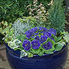 Primula Belarina Mixed Primula Belarina Mixed
