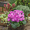 Primula Belarina Mixed Primula Belarina Mixed
