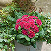 Primula Belarina Mixed Primula Belarina Mixed