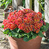 Primula Belarina Mixed Primula Belarina Mixed