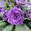 Primula Belarina Mixed Primula Belarina Mixed