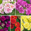 Primula Pretty Polly Mixed Primula Pretty Polly Mixed