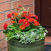 Primula Pretty Polly Mixed Primula Pretty Polly Mixed
