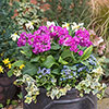Primula Pretty Polly Mixed Primula Pretty Polly Mixed