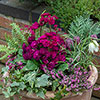 Primula Pretty Polly Mixed Primula Pretty Polly Mixed