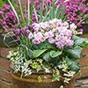 Primula Pretty Polly Mixed Primula Pretty Polly Mixed