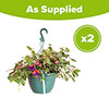 Pre-Planted Fuchsia Trailing Hanging Baskets