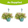 Pre-Planted Eton Mess Hanging Baskets