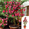 Flowering Fuchsia Pyramid