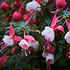 Flowering Fuchsia Pyramid