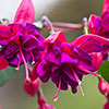 Flowering Fuchsia Pyramid